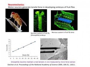 Neuromechanics_Fruit fly